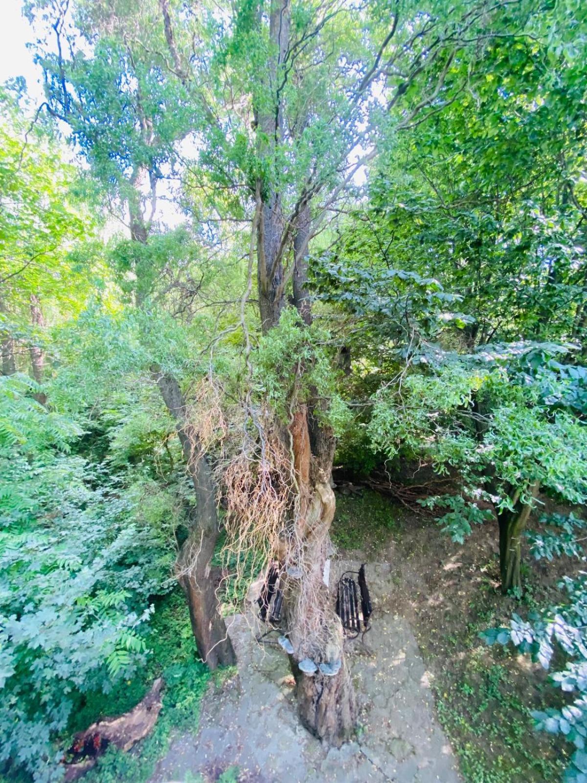 Rapsodia Pension Hotel Suceava Luaran gambar