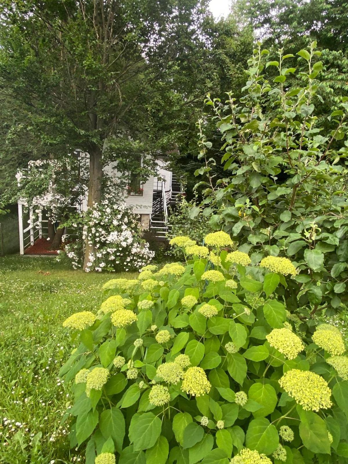 Rapsodia Pension Hotel Suceava Luaran gambar